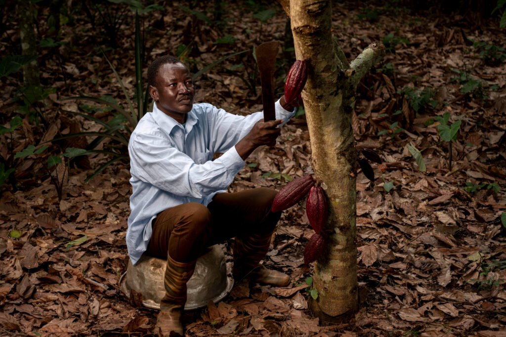 A scene showing African farmers working in lush, green agricultural fields, harvesting crops such as cocoa, coffee, or maize