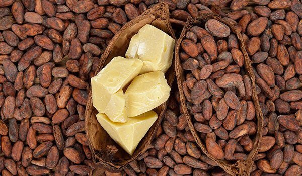 Premium Cocoa Supplier & Exporter | Hambol Global Trading