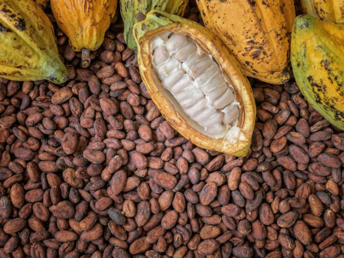 Premium Cocoa Supplier & Exporter | Hambol Global Trading